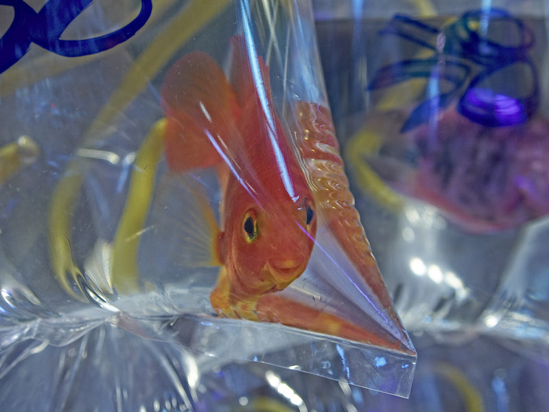 Kowloon, Bony
      Fish